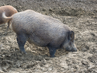 Female adult wild boar (wild swine) grunts in the mud