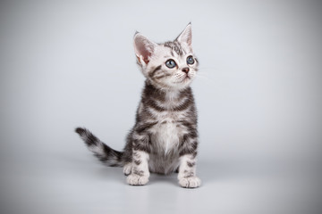 Obraz premium American shorthair cat on colored backgrounds