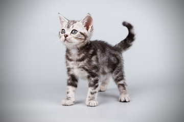 American shorthair cat on colored backgrounds