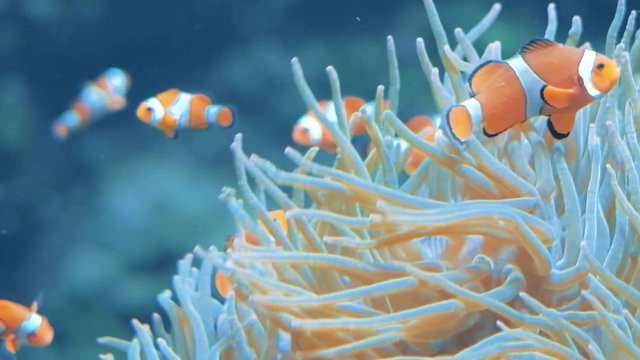 Underwater scene, multiple clownfish swimming in anemone coral reef, symbiosis concept, fish known also as Nemo
