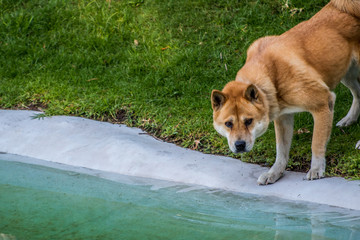 Akita