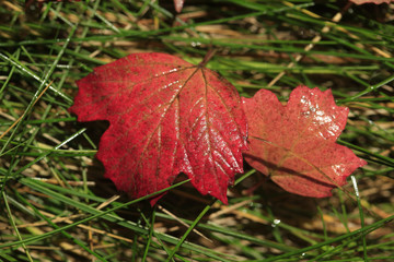 colorful autumn image