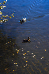 Wild ducks swims in the cold blue pond with autumn yellow leaves in water. Seasons. Concept of fall. Modern background, wallpaper or banner design