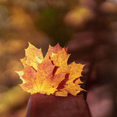 Several of bright fallen maple leaves close-up, sunny day, autumn natural background. Selective focus, copy space