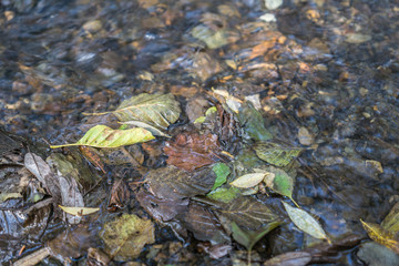 Bach im Wald