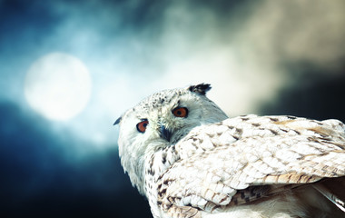Fototapeta premium Snowy Owl