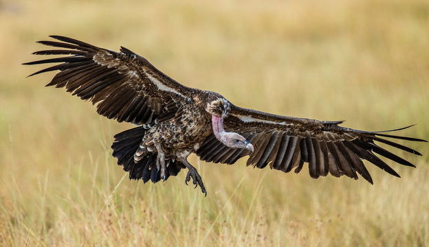 Vulture is landing near the ground. Kenya. Tanzania. Africa. Maasai Mara national park. Serengeti national park.