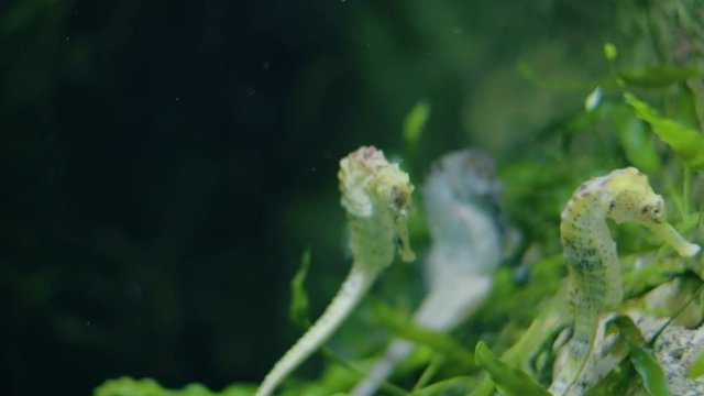 Beautiful seahorse swimming in water, hiding in seaweed ocen grass, relaxing and calm image, handheld close up shot