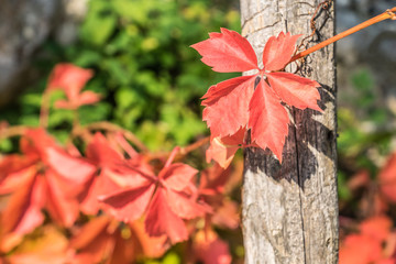Wilder Wein im Herbst