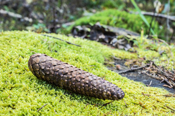 Fichtenzapfen auf Moos