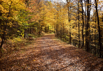 Sentier d'automne