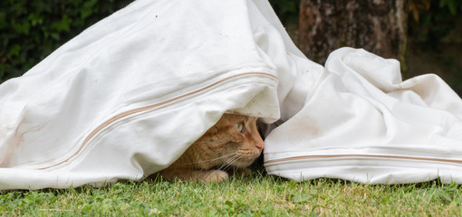 Fototapeta premium Chat