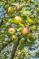 Äpfel auf dem Baum