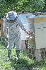 Beekeeper attending to Beehives 