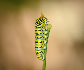 Black Swallowtail Caterpillar