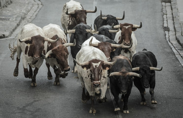 Bulls running in Pamplona