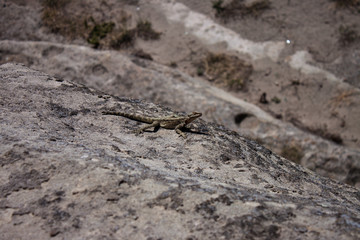 Lizard sunbathing, Georgia