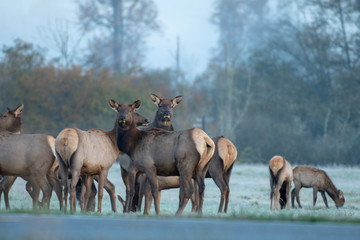 herd of Female Elk Near a Road