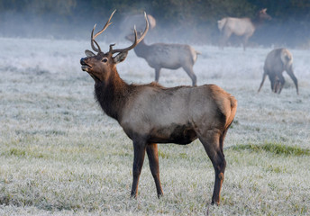 Bull Elk Foggy Morning