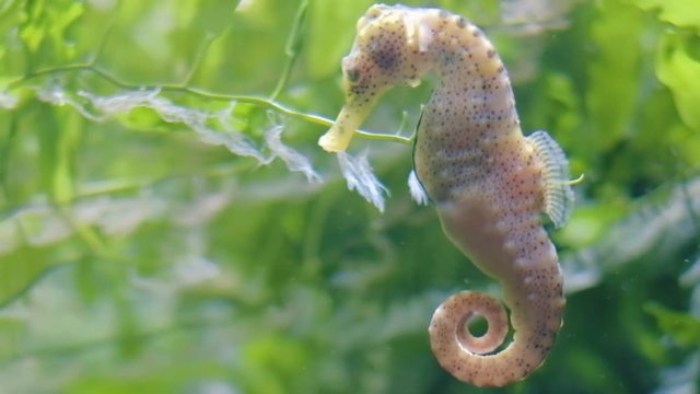 Beautiful seahorse swimming in water, hiding in seaweed ocen grass, relaxing and calm image, handheld close up shot