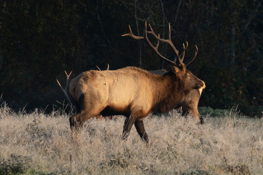 Bull Elk Foggy Morning