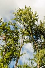 Rainforest green trees