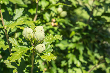 Gartenhibiskus Fruchtkörper