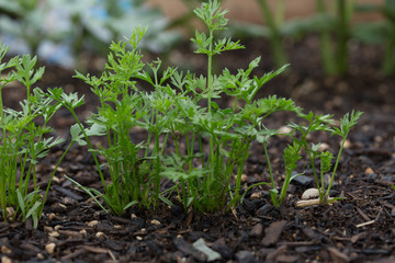  Young carrots starting to grow