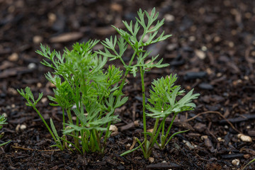 Baby Carrot sprouts 