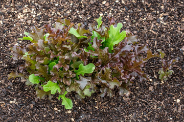 Fresh Healthy lettuce 