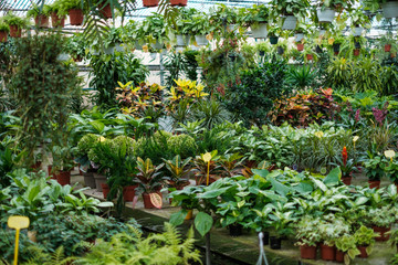 Flowers and plants for sale inside a greenhouse   -