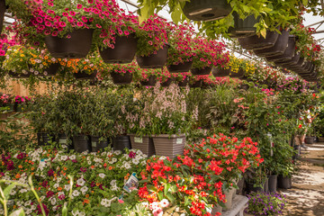 Springtime greenhouse flowers 