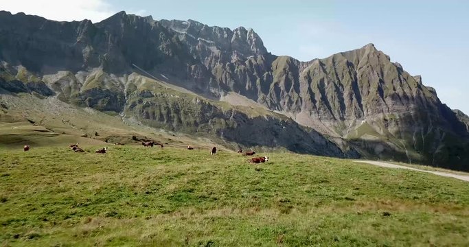 Flying towards a group of grazing cows in the french alps