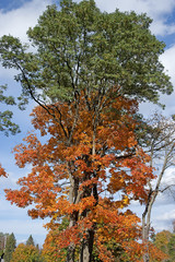 Beautiful trees in fall colors