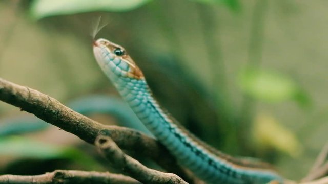 Aggressive but beautiful and colorful San Fransisco Garter Snake is moving towards the camera and showing snake tongue, danger is coming concept