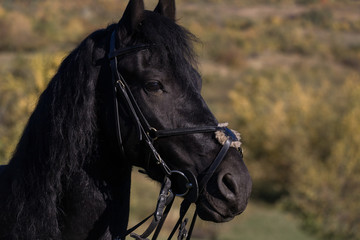 Fototapeta premium A beautiful connection between a equestrian and his black horse on a sunny autumn day.