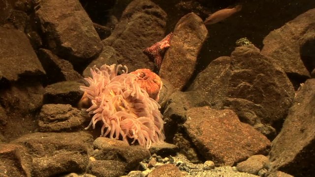 Marine life - Sea anemone - Strawberry anemone - Video high definition - Real time
