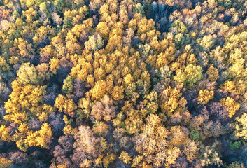 Autumn forest top aerial drone view
