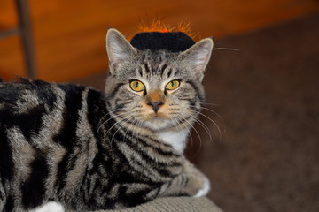 Cat with halloween blackand orange witches hat and green pumpkin