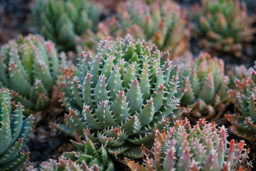 cactus plants closeup - succulent plants macro (Aloe nobilis)