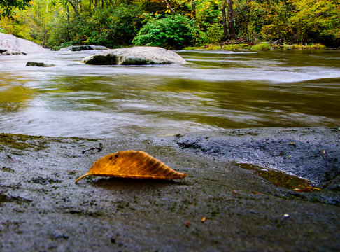 Peaceful stream in a lush forest in early autumn
