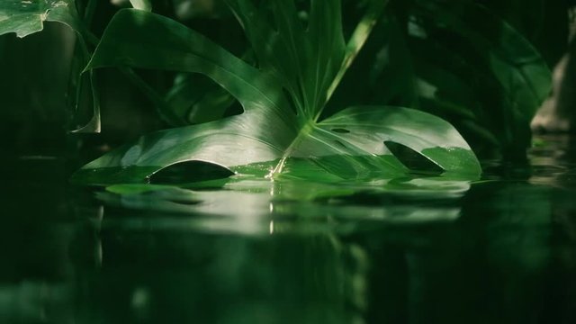 Calm relaxing background, tropical leaf submerged in exotic water, water waving slowly and reflecting plants, Monstera rainforest ecology concept