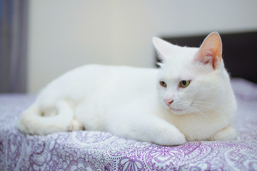 Cute White Cat lying on Bed