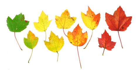 colorful autumn maple leaves isolated on white background