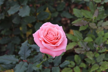 Gartenrose pink