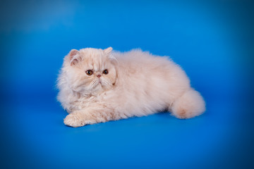 Persian cat on colored backgrounds