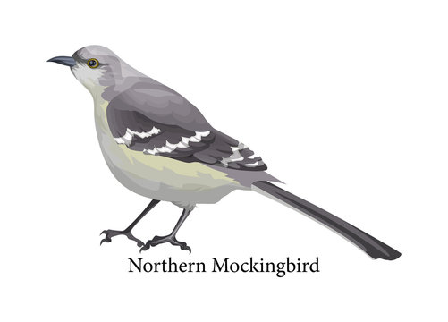 Northern mockingbird realistic exotic with grey beak