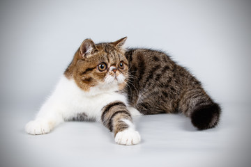 Exotic cat on colored backgrounds