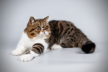 Exotic cat on colored backgrounds