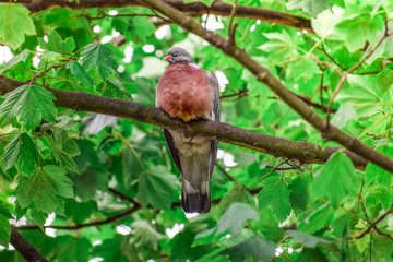 Fototapeta premium Red collared dove bird standing on a tree branch alone and quietly 